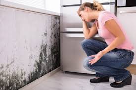 Environmental Consulting for Mold Prevention in Green Bay, WI